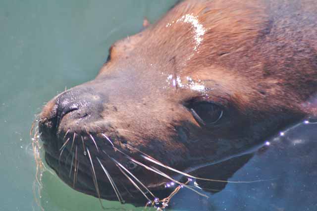 harbor seal